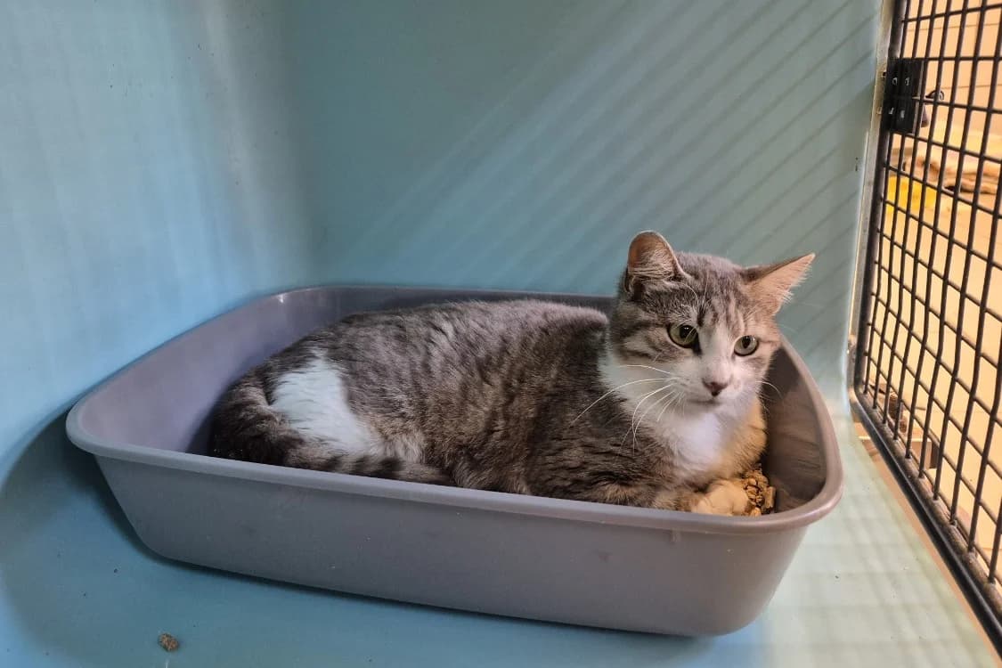 Grenadille, female young Mixed Breed for adoption at SPA Rennes, Rennes