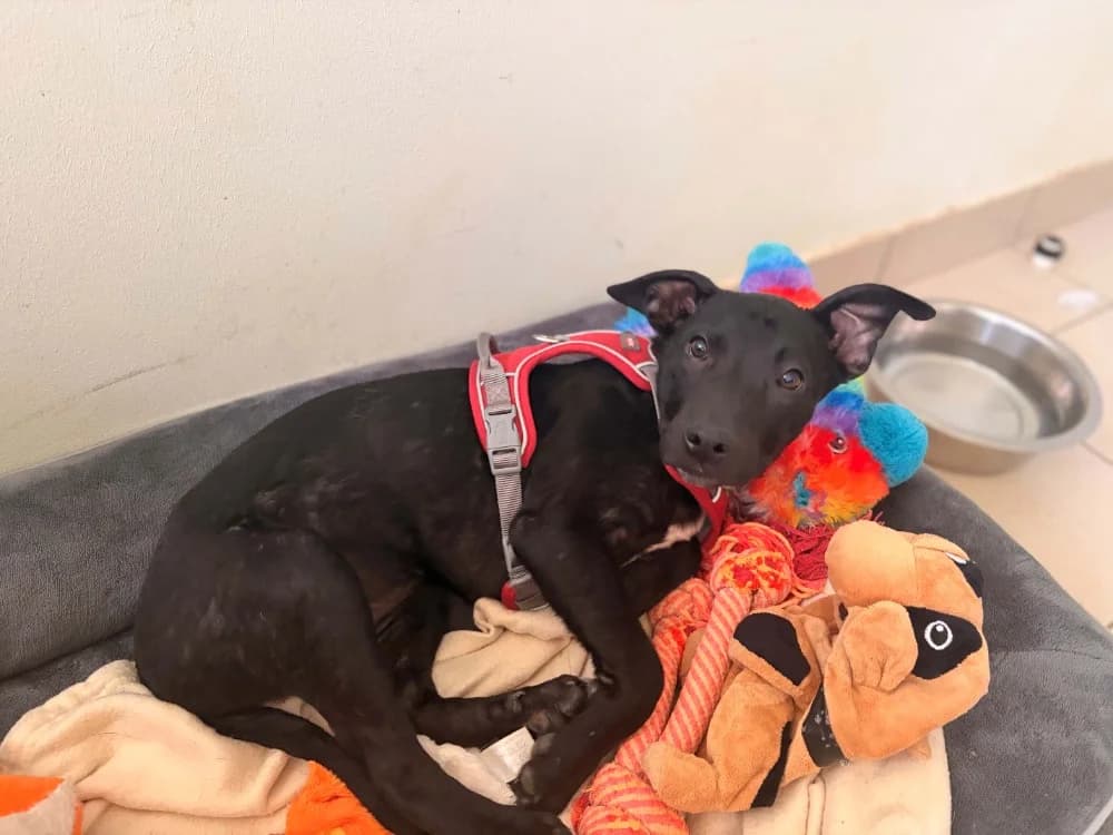 Slava, female puppy Labrador Retriever for adoption at SPA Rennes, Rennes
