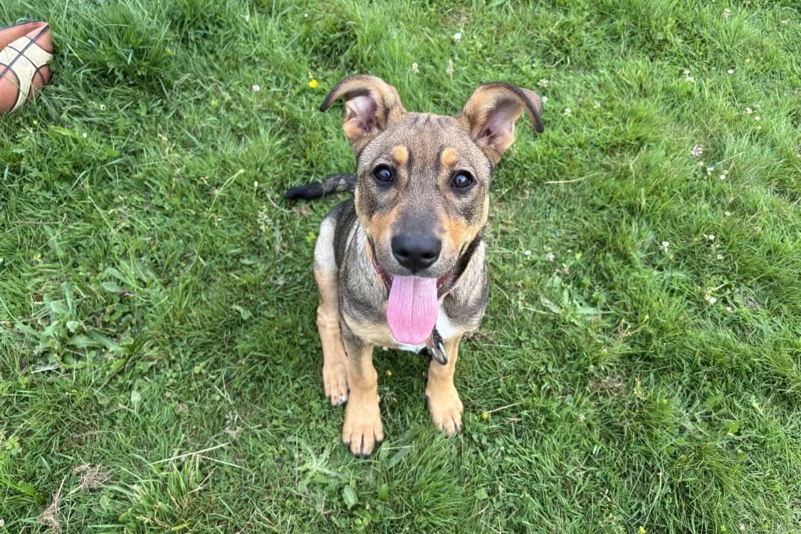 PUNCHA, female Mixed Breed for adoption at SPA Rennes, Rennes