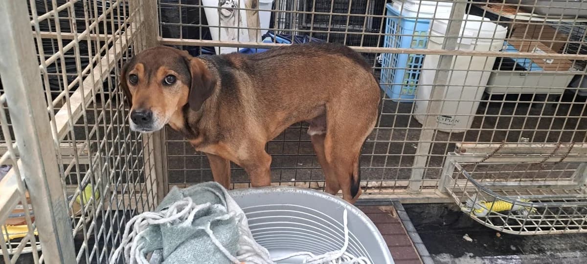 DJANGO, male 6yo mixed breed for adoption at SPA Rennes, Rennes
