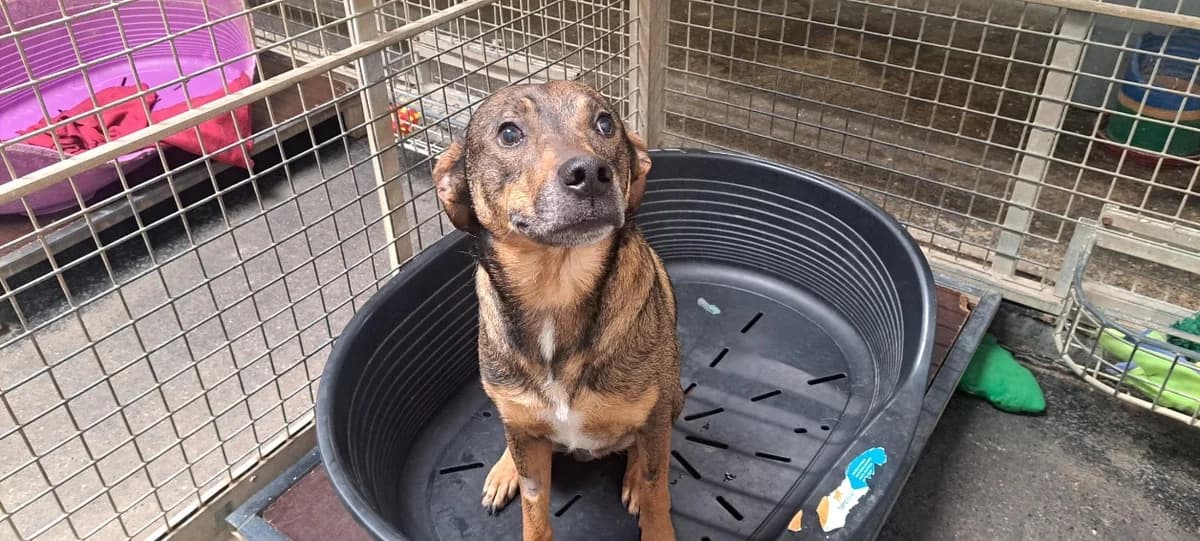 Roby, male young mixed breed for adoption at SPA Rennes, Rennes