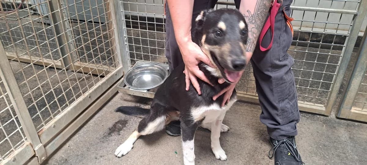 Rial, male young mixed breed for adoption at SPA Rennes, Rennes