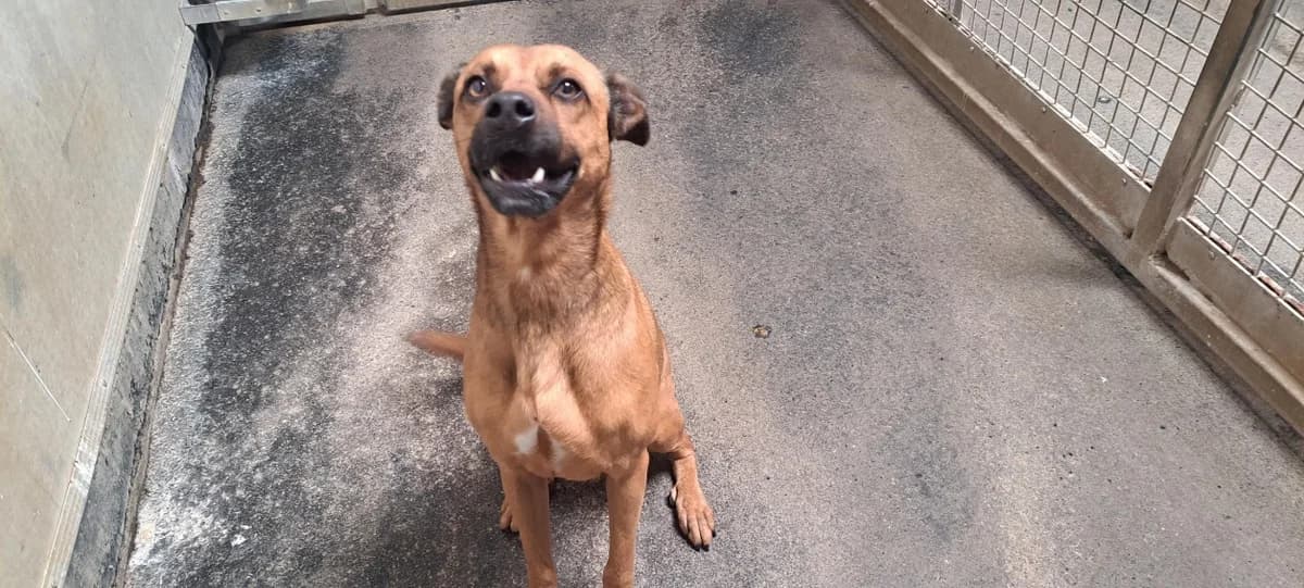 Tchips, female 3yo mixed breed for adoption at SPA Rennes, Rennes