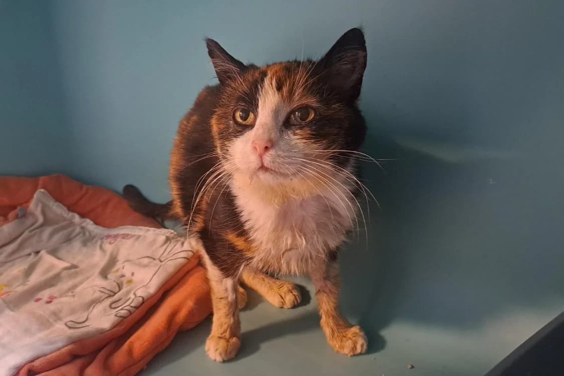 PEEWEE, female senior Mixed Breed for adoption at SPA Rennes, Rennes