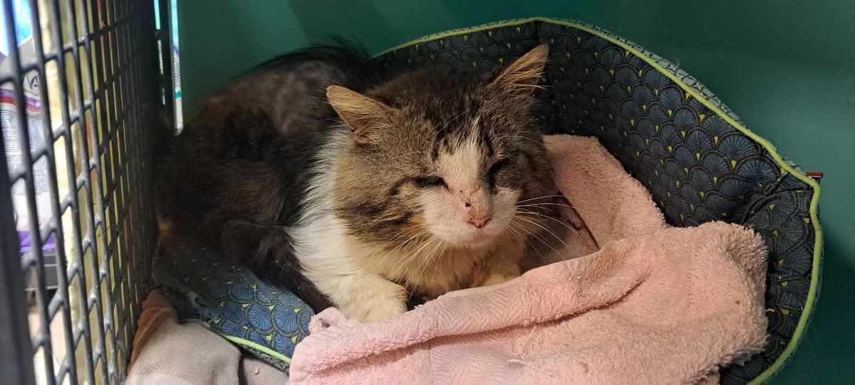 Bombyx, male 5yo Mixed Breed for adoption at SPA Rennes, Rennes