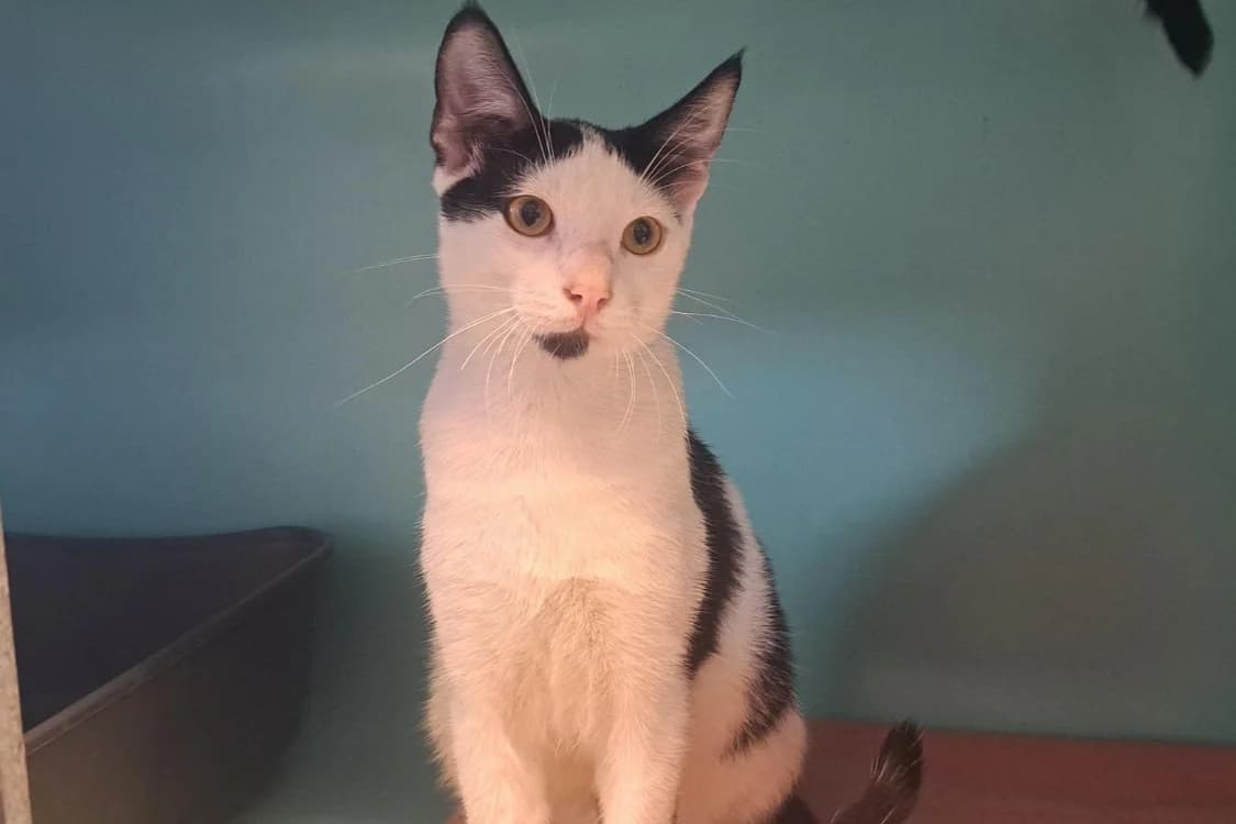 GLADIO, male Mixed Breed for adoption at SPA Rennes, Rennes