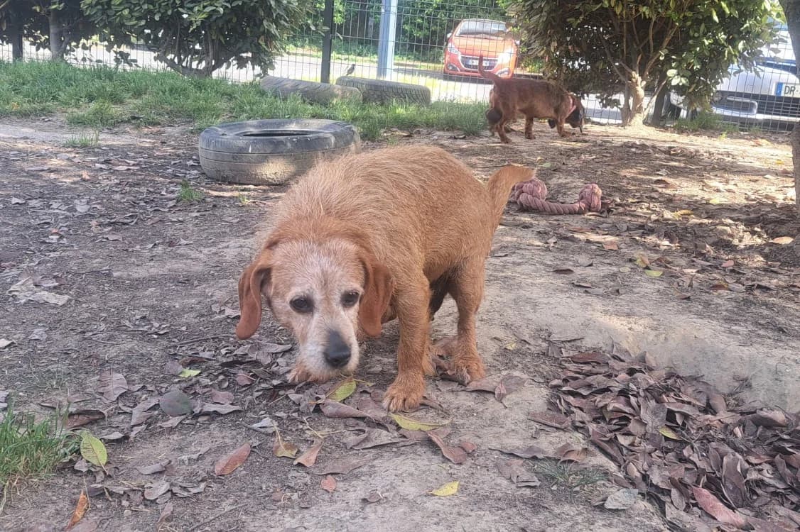 SAOLA, female senior Basset Hound for adoption at SPA Rennes, Rennes
