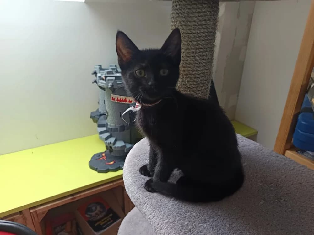 FLORA, female Mixed Breed for adoption at SPA Rennes, Rennes