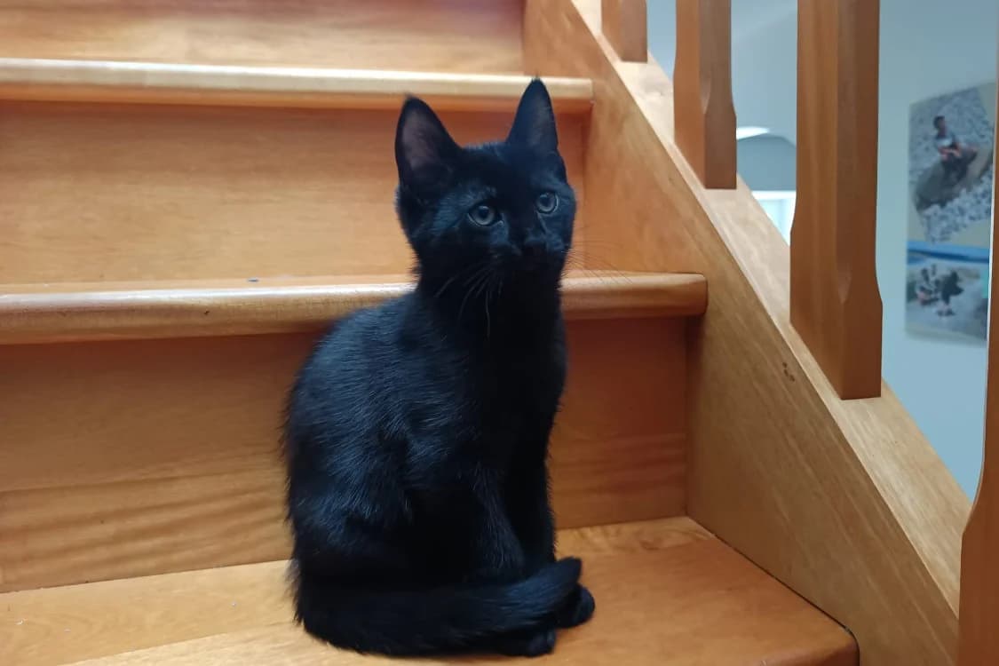 TECNA, female mixed breed for adoption at SPA Rennes, Rennes
