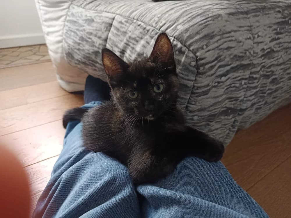 STELLA, female Mixed Breed for adoption at SPA Rennes, Rennes