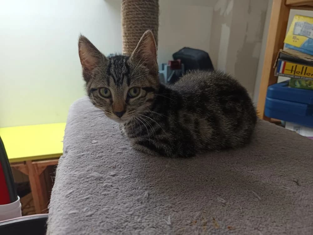 DARCY, female Mixed Breed for adoption at SPA Rennes, Rennes