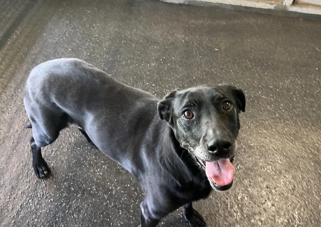 NANA, female senior Labrador Retriever for adoption at SPA Rennes, Rennes