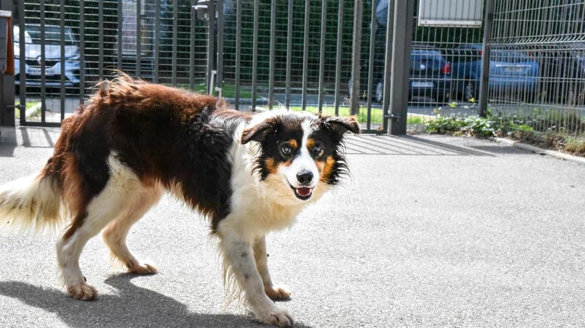 JANGO, male senior Border Collie for adoption at SPA Rennes, Rennes
