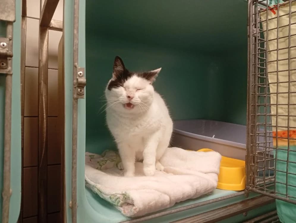 Chupy, female 6yo Mixed Breed for adoption at SPA Rennes, Rennes