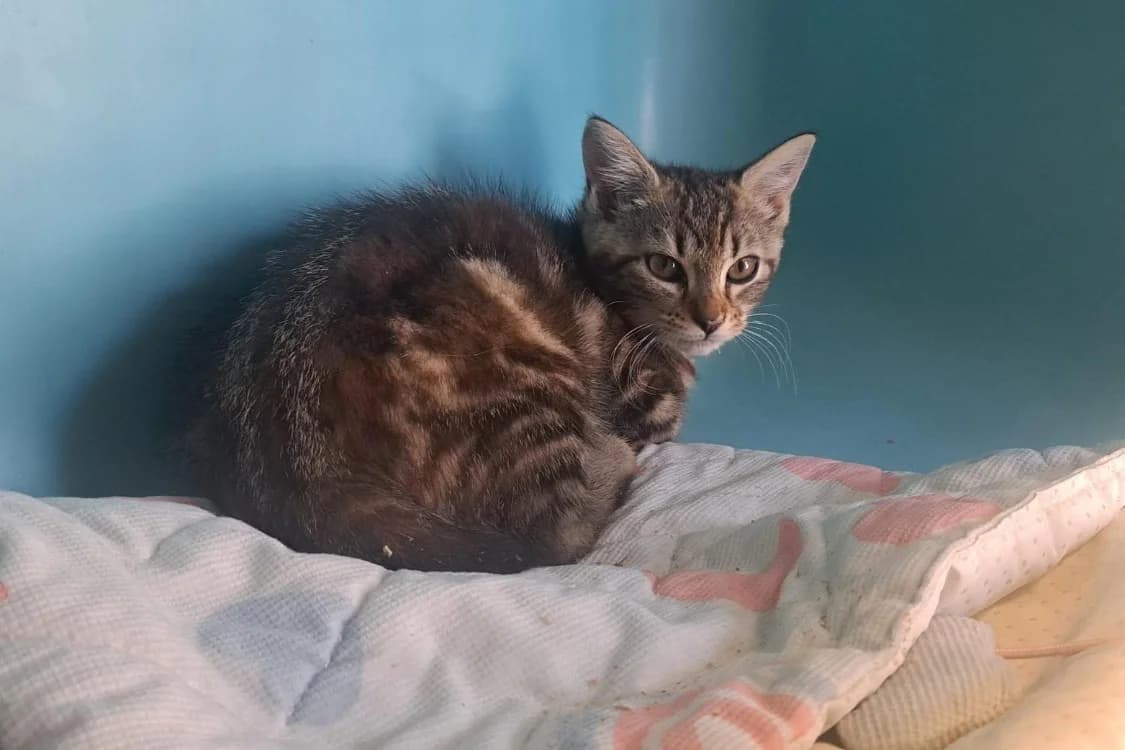AEL, female Mixed Breed for adoption at SPA Rennes, Rennes