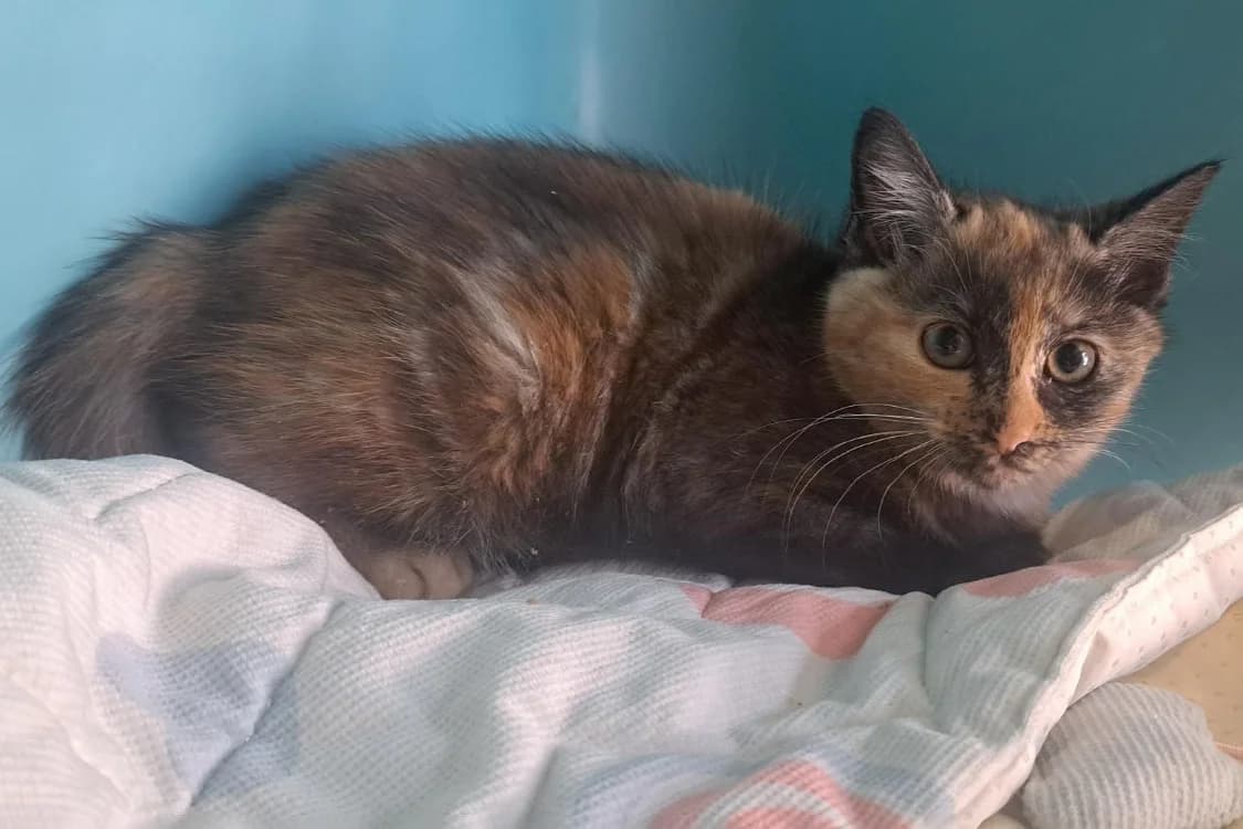 MELEN, female Mixed Breed for adoption at SPA Rennes, Rennes
