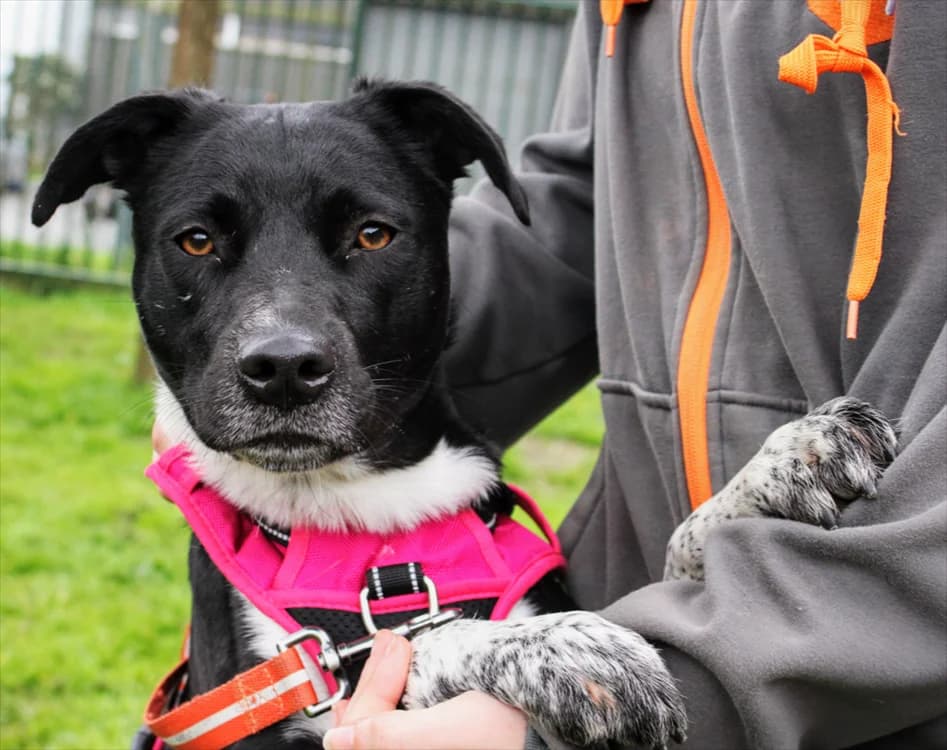 SKA, female 3yo mixed breed for adoption at SPA Rennes, Rennes