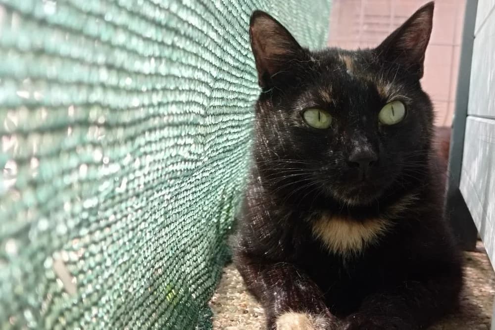 STERENN, female young Mixed Breed for adoption at SPA Rennes, Rennes