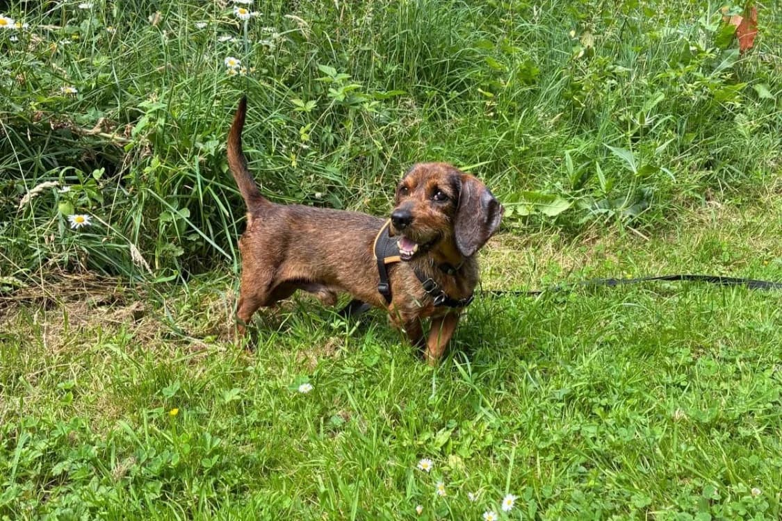 SLANDER, male senior Basset Hound for adoption at SPA Rennes, Rennes