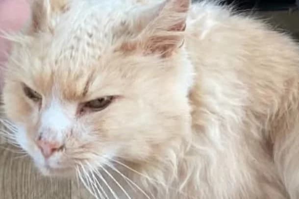 CREME, male senior Mixed Breed for adoption at SPA Rennes, Rennes