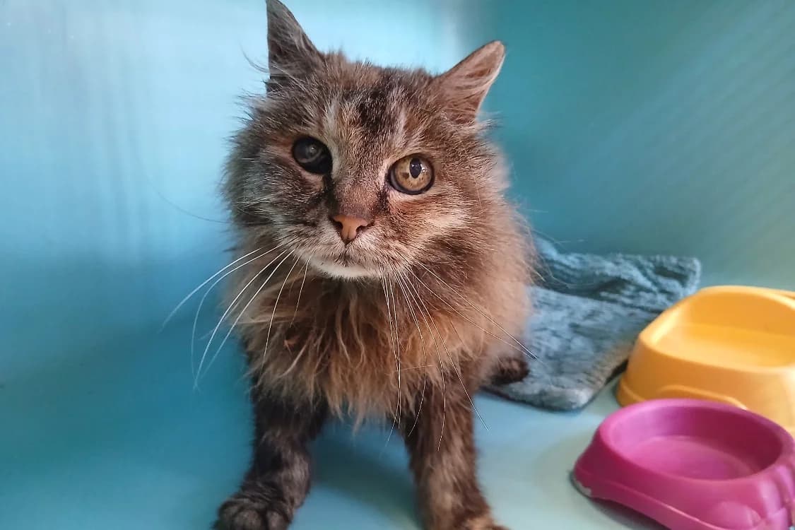 CAPELLA, female senior Mixed Breed for adoption at SPA Rennes, Rennes
