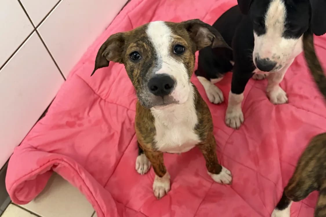 MARIUS, male mixed breed for adoption at SPA Rennes, Rennes