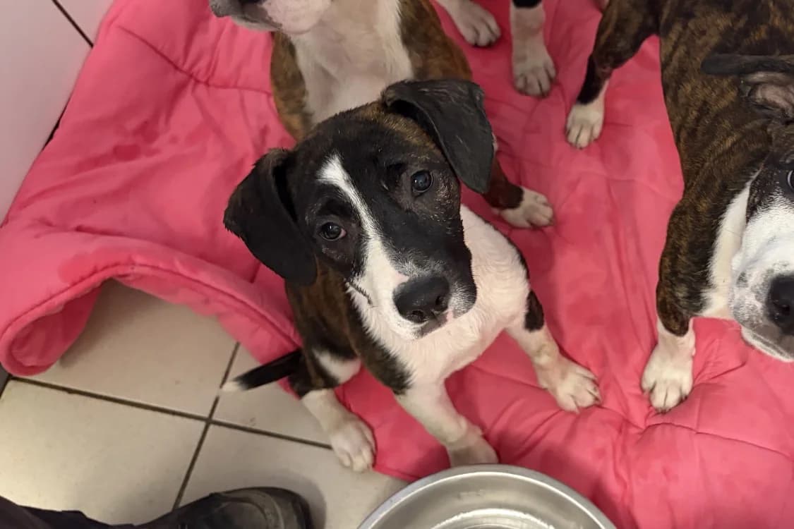 MANGOT, female mixed breed for adoption at SPA Rennes, Rennes