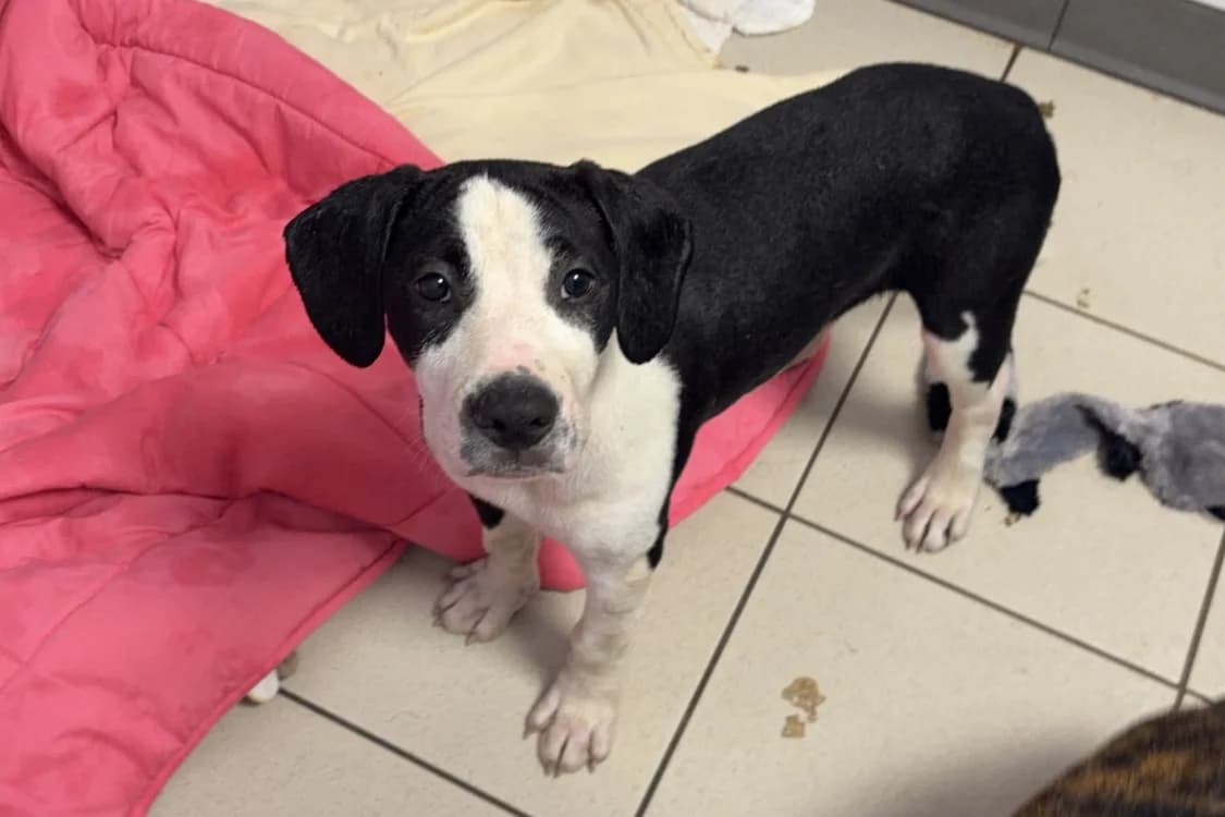 BLACKA, female mixed breed for adoption at SPA Rennes, Rennes