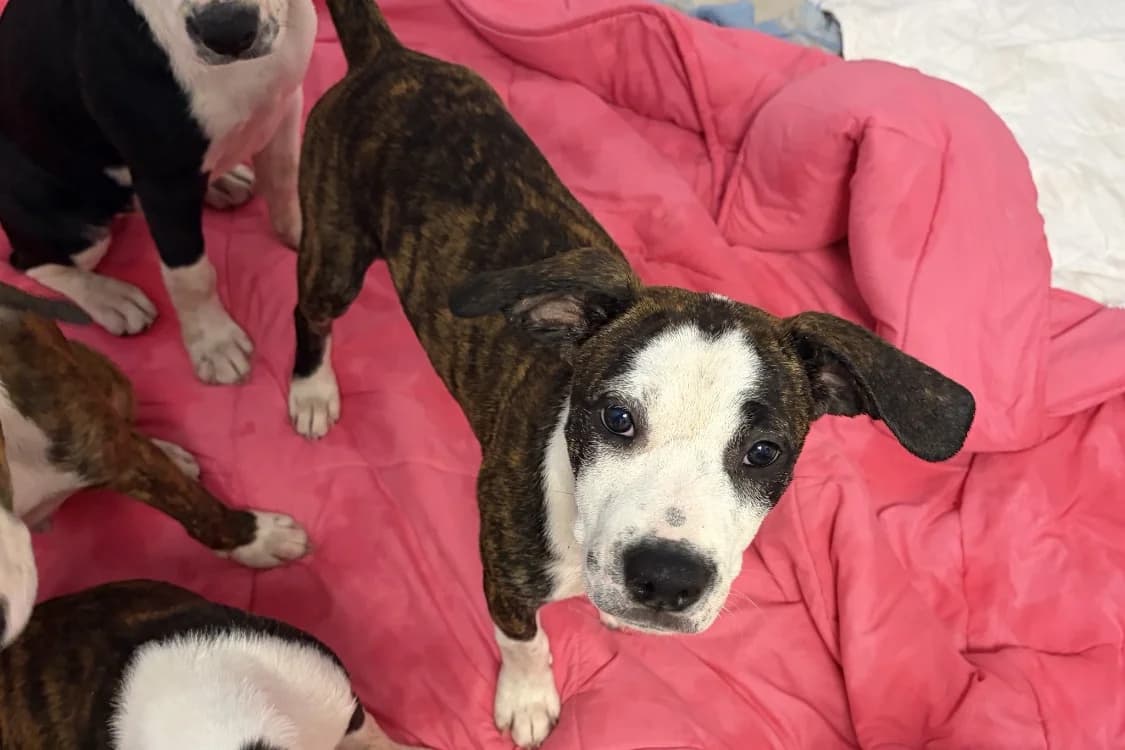 MEDUSE, female mixed breed for adoption at SPA Rennes, Rennes