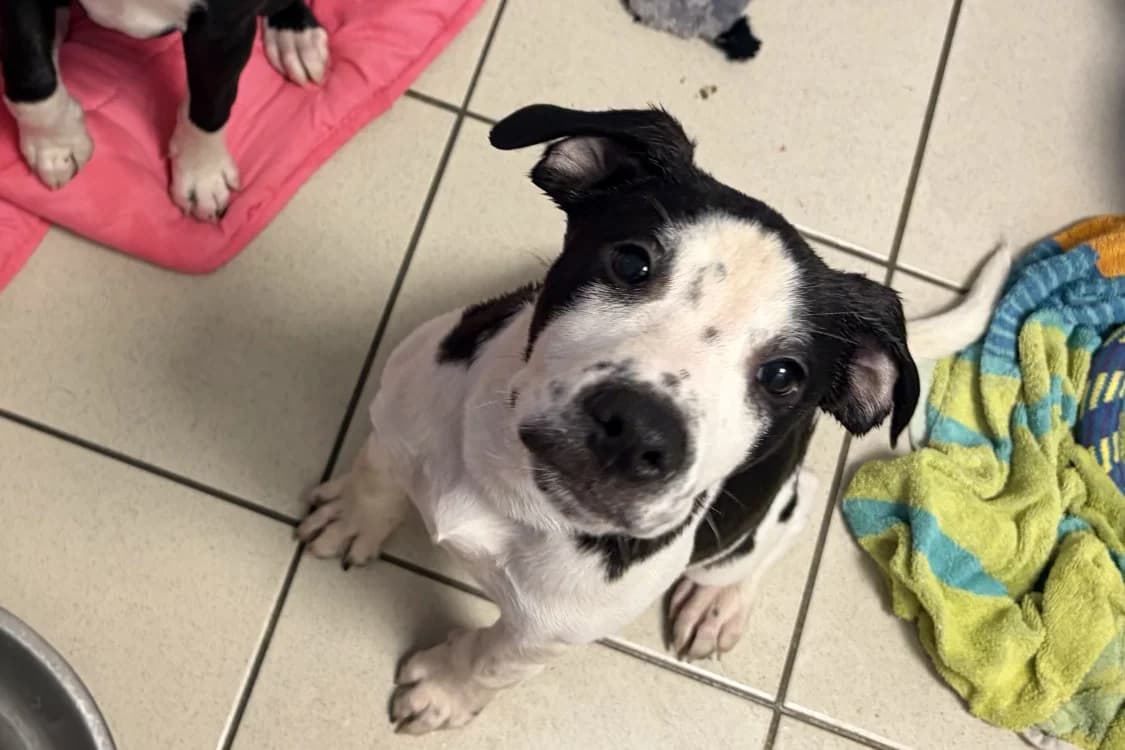 MEUH MEUH, male mixed breed for adoption at SPA Rennes, Rennes