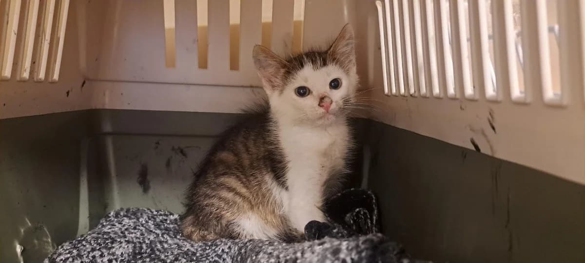 AURINKO, male Mixed Breed for adoption at SPA Rennes, Rennes