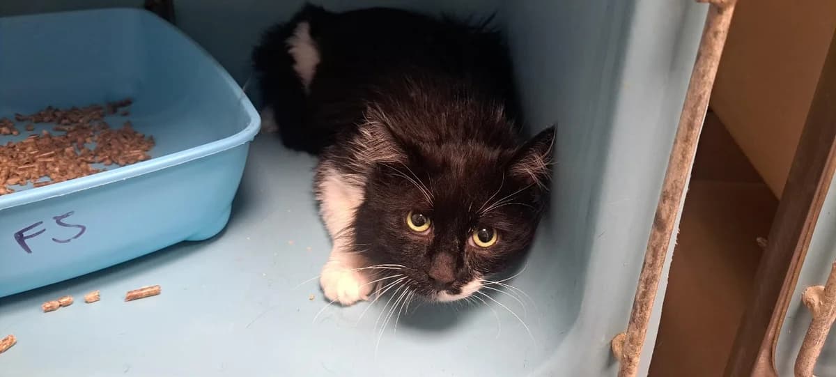 PLUTON, male 5yo Mixed Breed for adoption at SPA Rennes, Rennes