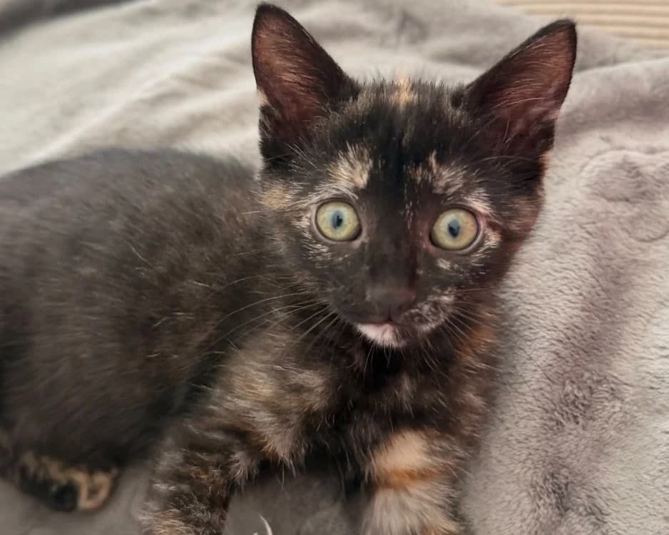 ROUKA (BABY2), female Mixed Breed for adoption at SPA Rennes, Rennes