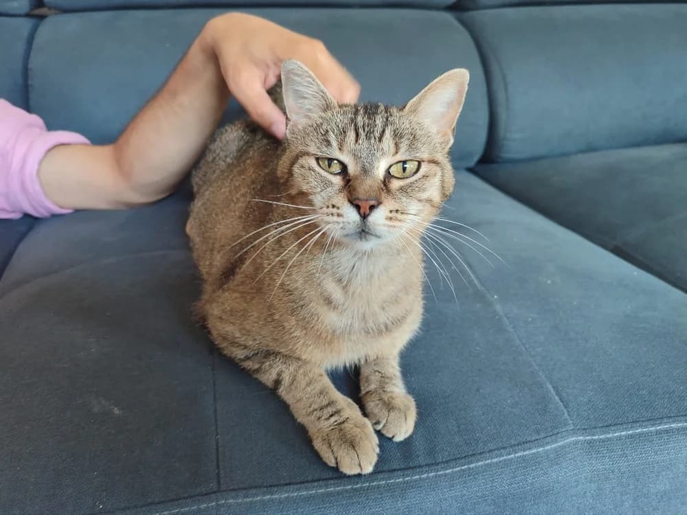 MIKKY, female senior Mixed Breed for adoption at SPA Rennes, Rennes