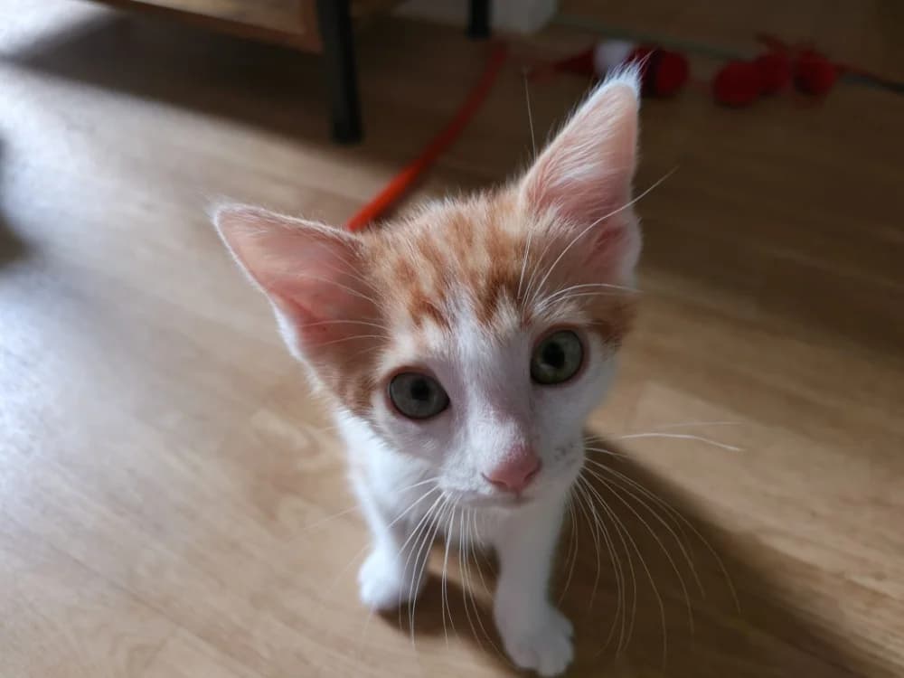 HIBA, male Mixed Breed for adoption at SPA Rennes, Rennes
