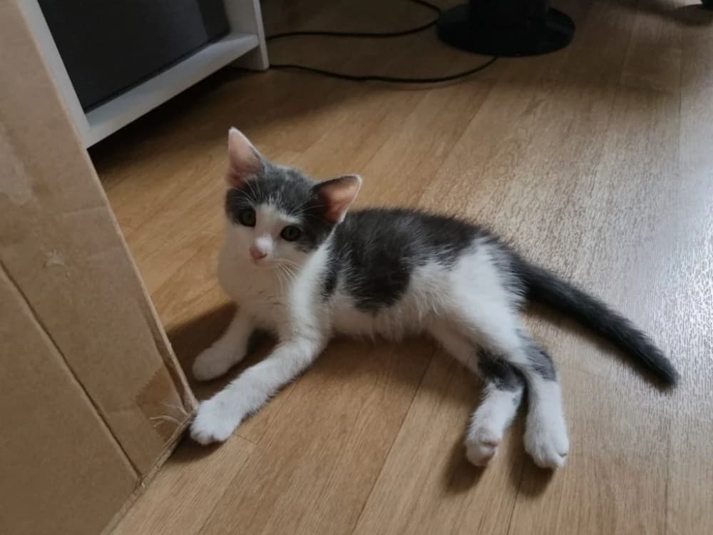 BIDDUT, female Mixed Breed for adoption at SPA Rennes, Rennes