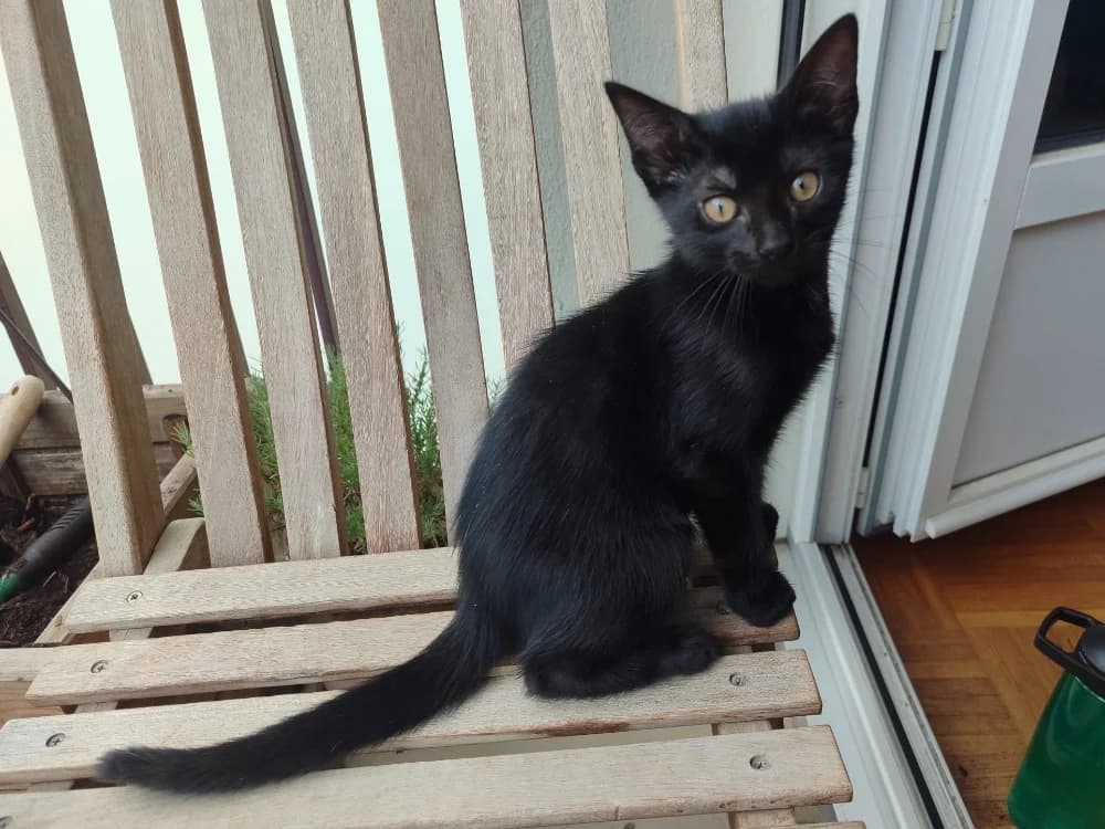 CARBONE, male puppy Mixed Breed for adoption at SPA Rennes, Rennes