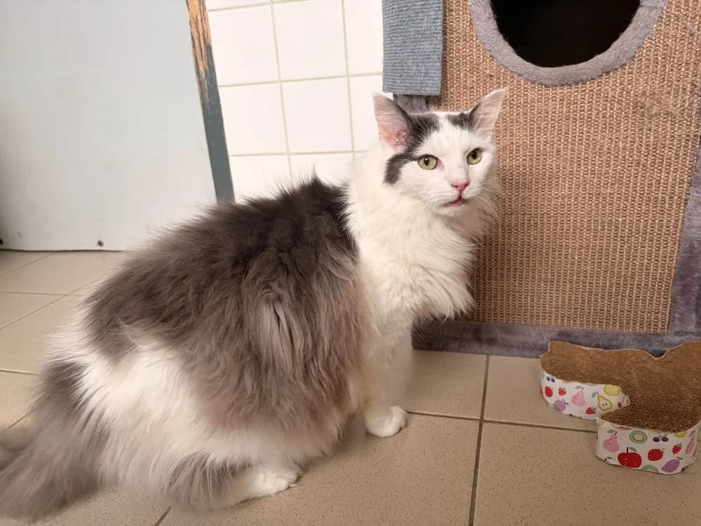 IZUBA, male 5yo Mixed Breed for adoption at SPA Rennes, Rennes