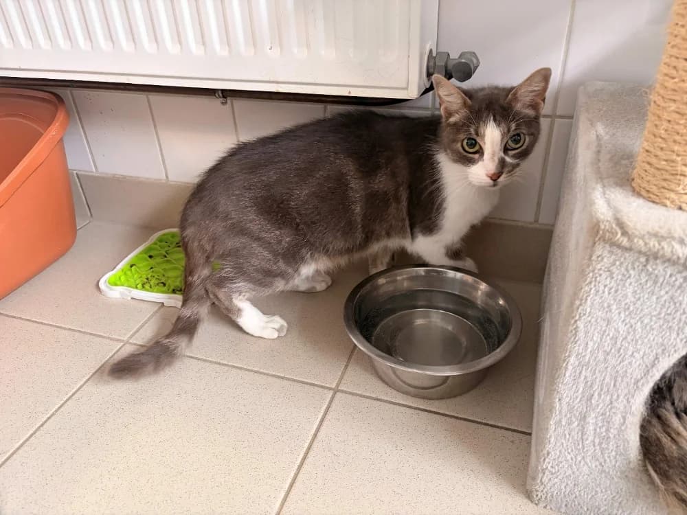 IGUZKI, male 4yo Mixed Breed for adoption at SPA Rennes, Rennes