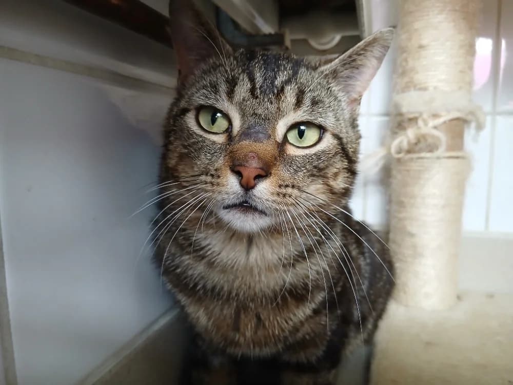 ENAID, male 3yo Mixed Breed for adoption at SPA Rennes, Rennes