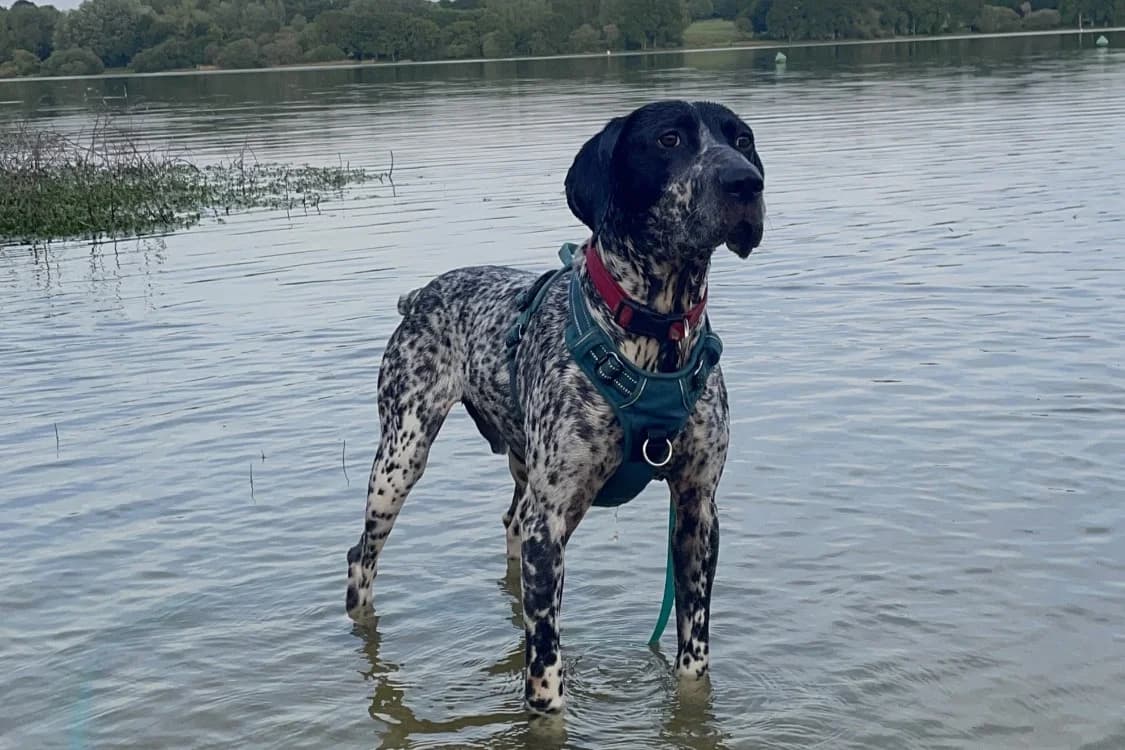PRINCE, male young Pointer for adoption at SPA Rennes, Rennes