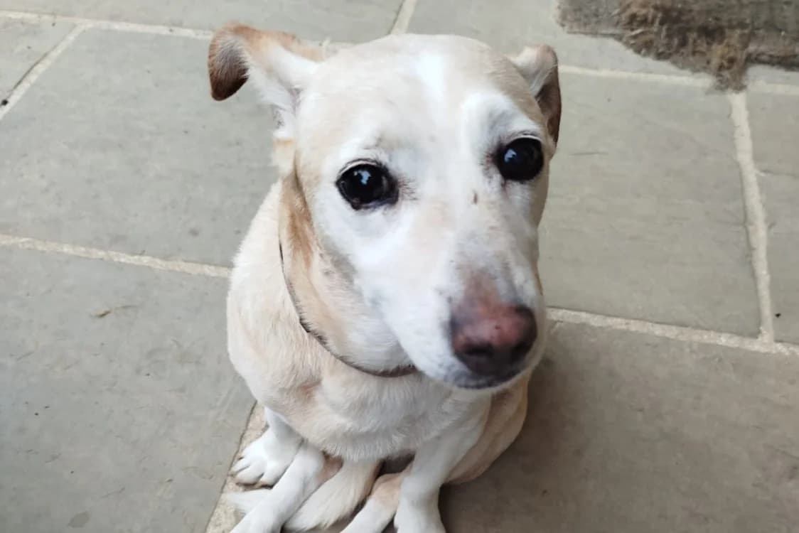 MIRZA, female senior mixed breed for adoption at SPA Rennes, Rennes