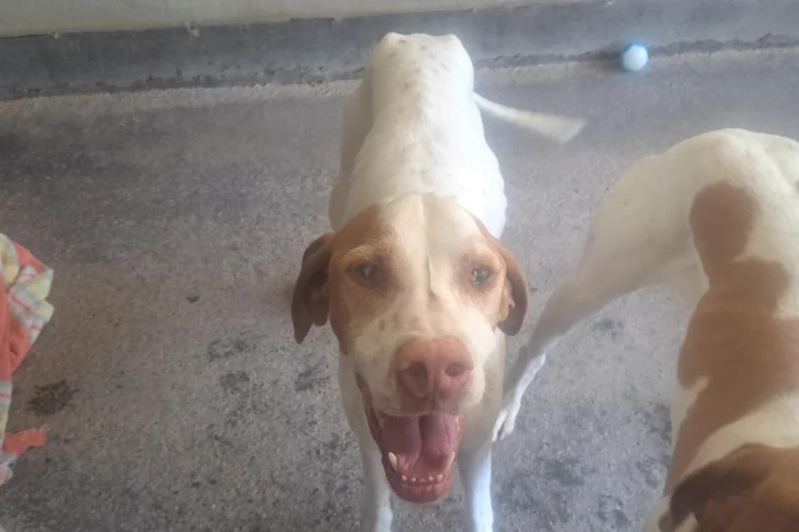 TALY (pas sté), female 3yo Pointer for adoption at SPA Rennes, Rennes