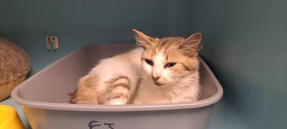 URANUS, female young Mixed Breed for adoption at SPA Rennes, Rennes