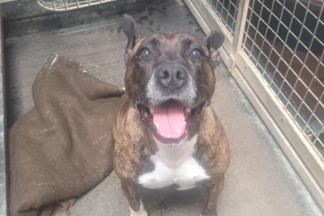 NASKA (pas sté), male senior American Staffordshire Terrier for adoption at SPA Rennes, Rennes