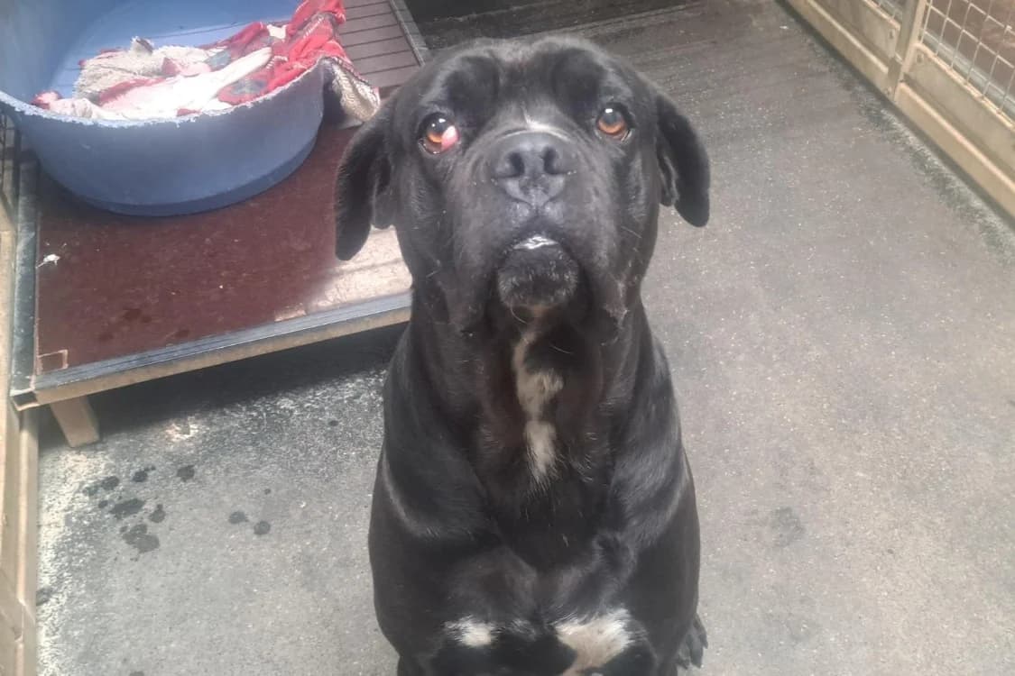 GOBLIN, Cane Corso (SPA Rennes)