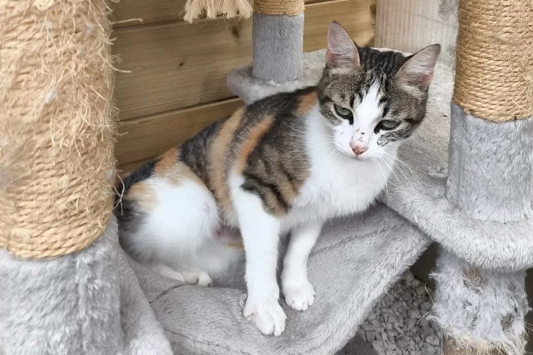 KALIE, female young mixed breed for adoption at SPA Rennes, Rennes