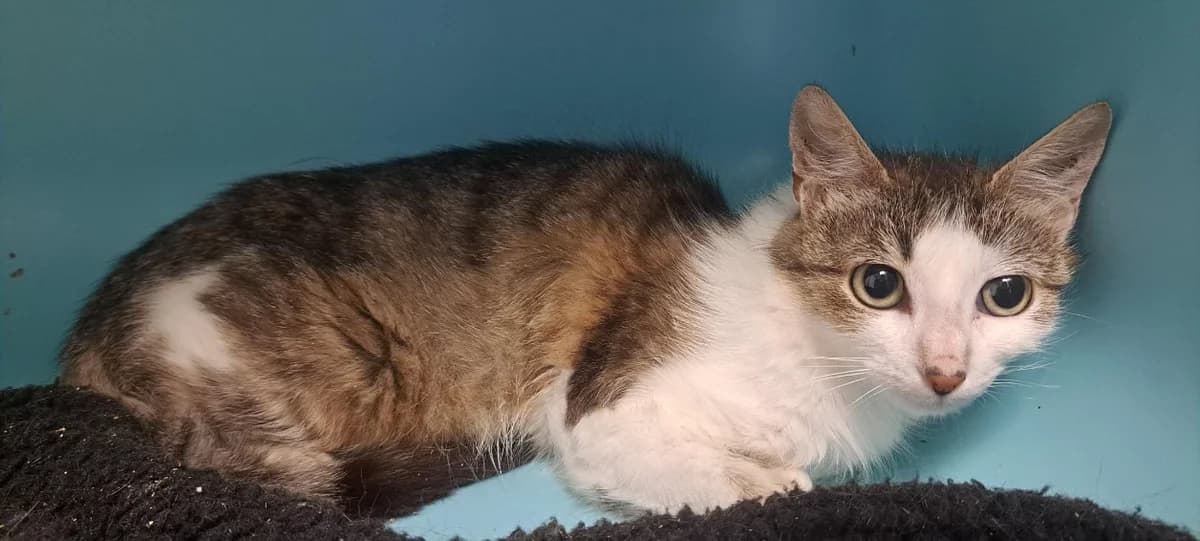 MOYI, female young Mixed Breed for adoption at SPA Rennes, Rennes