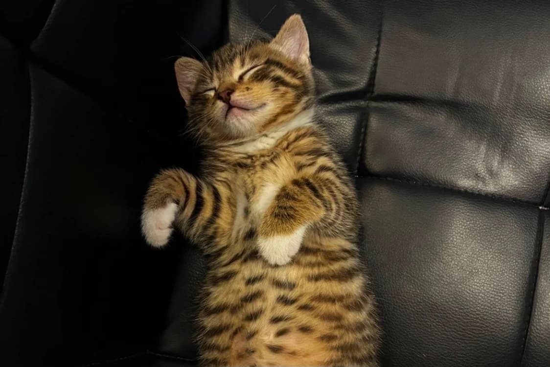 ISIS (Roméo), female puppy Mixed Breed for adoption at SPA Rennes, Rennes