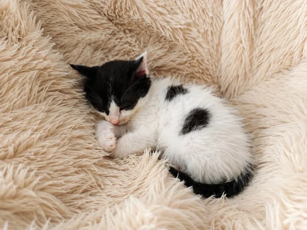 TRUC, male Mixed Breed for adoption at SPA Rennes, Rennes
